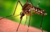 Ученые сделали новое открытие о комарах