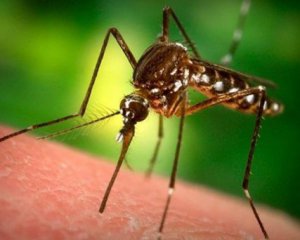 Ученые сделали новое открытие о комарах