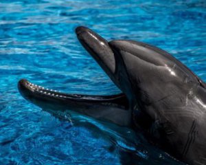 В українських річках почали з&#039;являтись дельфіни