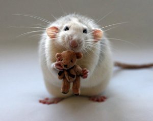 Пользователей соцсетей возмутили крысы, которые бегают по Крещатику