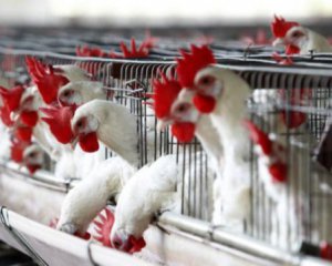 Ірак дозволив Україні експортувати м&#039;ясо птиці