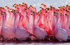 Тайны розовых фламинго, впечатляющие фото