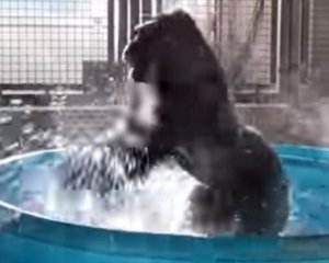 Сняли на видео гориллу, котораятанцует в ванне