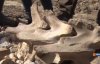 Кости неизвестного доисторического животного нашли во время дорожных работ