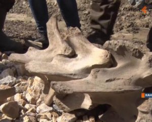 Кістки невідомої доісторичної тварини знайшли під час дорожніх робіт
