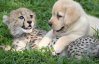 Собаки превращают стеснительных гепардов в смельчаков