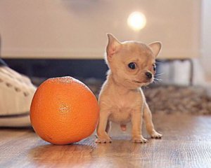 Найменший собака у світі важить 300 грам
