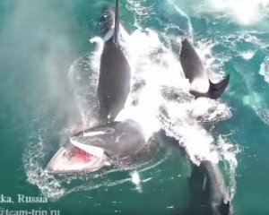 Стая косаток напала на 12-метрового кита