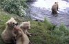 В сети появилась онлайн-трансляция жизни бурых медведей