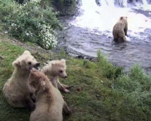 В сети появилась онлайн-трансляция жизни бурых медведей
