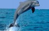 Россияне в Крыму начали убивать дельфинов - ученый