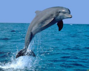 Росіяни в Криму почали вбивати дельфінів - вчений