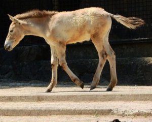 В Одесском зоопарке родился детеныш редкого животного