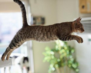 Ученые выяснили, почему коты всегда падают на лапы
