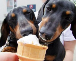Для собак создали специальное мороженое
