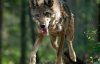 Голодные волки нападают: количество хищников увеличилось в пять раз