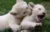 В зоопарку народилися рідкісні білі левенята