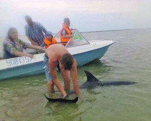 Українські туристи врятували дельфінів