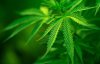 Марихуана теперь будет продаваться в аптеках