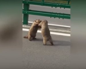 Бабаки влаштували бійку на дорозі