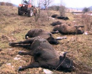 Справу червонокнижних зубрів закрили. Не знайшли винних