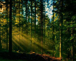 В Україні незаконно вирубали майже третину лісів