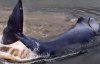 Огромный кит застрял в устье реки