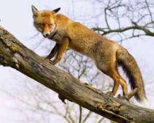 На Прикарпатті лисиць привчили жити на дереві