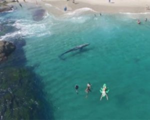 Біля курорту зняли на відео сірого кита