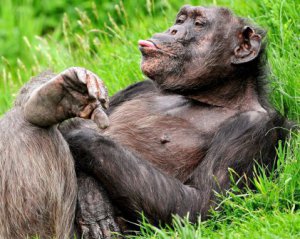 Шимпанзе научили играть в &quot;камень, ножницы, бумага&quot;