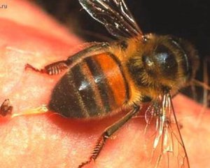 Мужчину убил укус пчелы