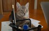 Кішка-секретар влаштувалась на роботу в облдержадміністрацію