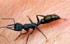 Как выглядят самые распространенные укусы насекомых