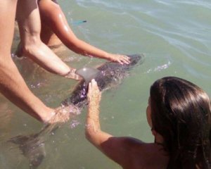 Відпочивальники до смерті замучили маленького дельфіна