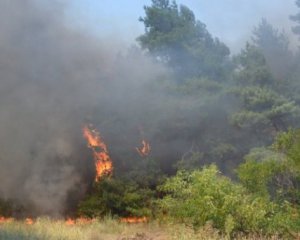Дачниця випадково спалила 90 га лісу