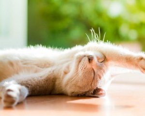 Розповіли про погоду на День Незалежності