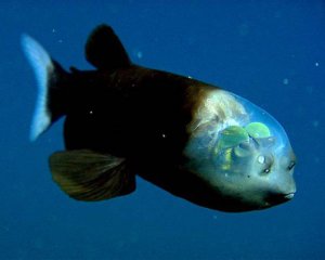 Вчені знайшли найглибоководнішу рибу