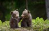 Украинские медвежата покорили фотографа National Geographic
