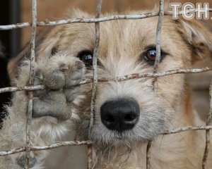 В Николаеве планируют убить почти 5 тыс. собак