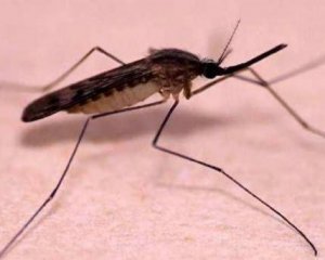 Зафиксировали случай заражения малярией