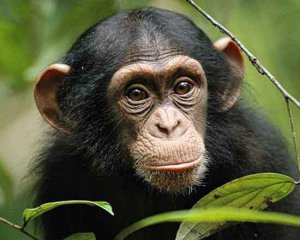 Через пестициди мавпи стають мутантами - вчені