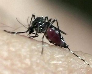 Google выпустит 20 млн.комаров, чтобы победить опасный вирус Зика