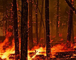 Более 400 га леса выгорело за ночь