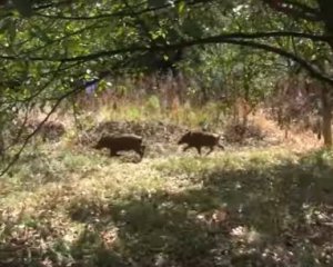 &quot;Бойові кабани&quot; перелякали російських пропагандистів