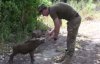 Бойцы АТО показали забавное видео с прирученными дикими кабанами