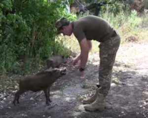 Бійці АТО показали кумедне відео з прирученими дикими кабанами