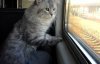 Котенок в подарок: запустили специальный "кошачий" вагон