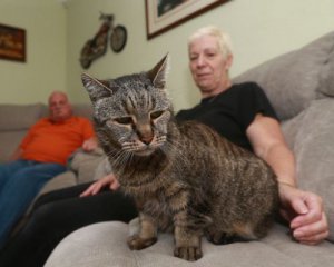 Помер найстаріший кіт на землі