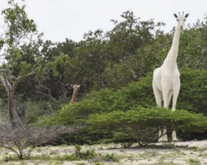 Впервые сняли на видео жирафа, у которого абсолютно белый цвет кожи