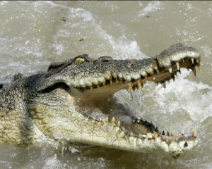 Журналиста затащил в реку и убил крокодил
